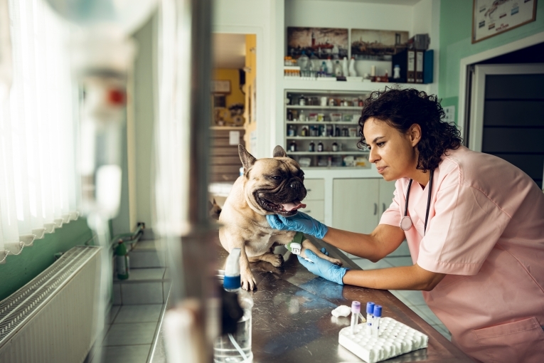 Démographie des vétérinaires en 2021