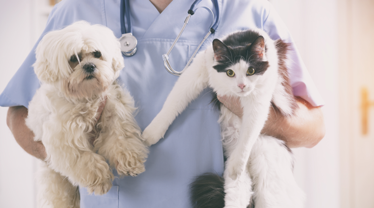 Vétérinaire avec un chien et un chat
