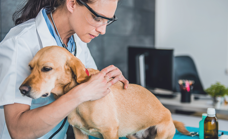 Vétérinaire soignant un chien