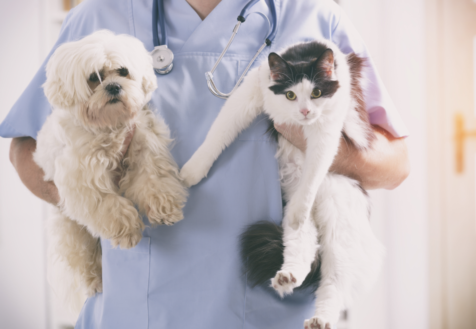 Le mal-être de la profession vétérinaire
